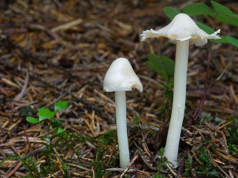 Inocybe umbratica